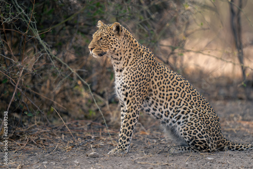 Close-up of leopard sitting staring in profile
