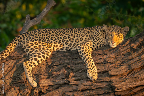Close-up of leopard straddling sunlit tree trunk