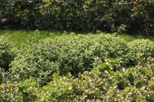 Tableau sur toile Leafy green bushes growing in the typical summer garden.