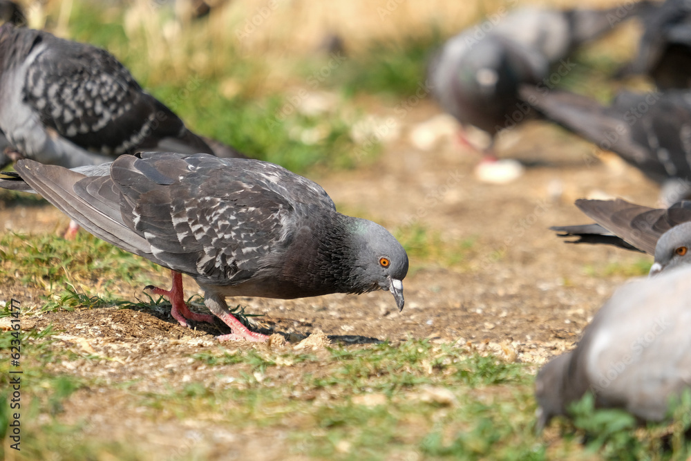 Close up pigeon eating feed at park outside.