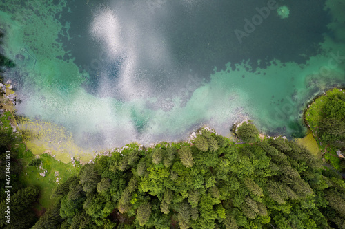 Green pine tree forest at emerald lake. Aerial drone view  top down. Beauty in nature