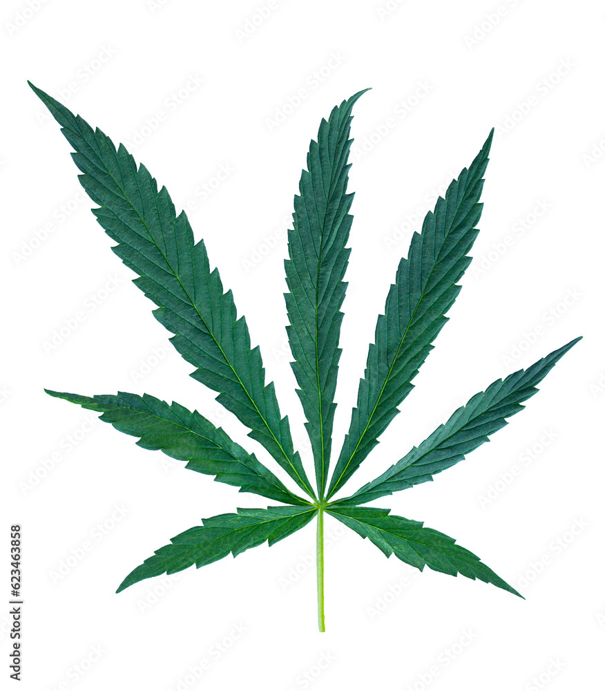 large cannabis leaves on a white background large cannabis leaves on a white background