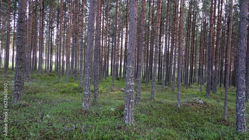 Mora, Sweden A forest landscape with young pine trees.  photo