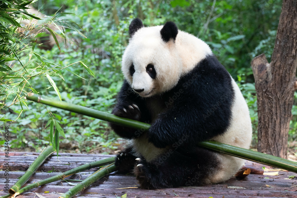 Cute Fluffy Giant Panda , Bei Chuan , in Chengdu Panda Base, China Cute Fluffy Giant Panda , Bei Chuan , in Chengdu Panda Base, China