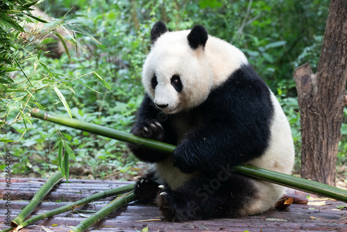 Fototapeta Naklejka Na Ścianę i Meble -  Cute Fluffy Giant Panda , Bei Chuan , in Chengdu Panda Base, China