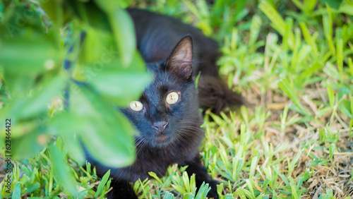 Gatos de Parana entre rios