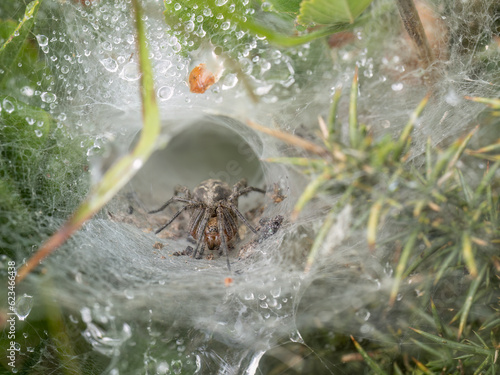 Funnel-web spider in web aka Agelena labyrinthica.
