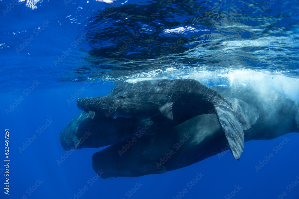 Fototapeta premium A newborn baby sperm whale swims surrounded by his family