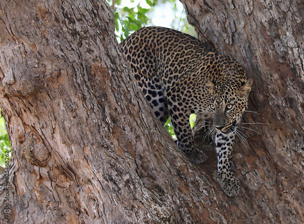 Obraz premium leopard resting on the tree