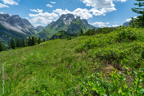 Alpenblumen auf bunten Wiesen und der Gipfel namens Rote Wand im großen Walsertal, mit felsigen Bergen, steilen, steinigen Hängen und Felsen auf der Alm, an einem sonnigen Sommertag in Vorarlberg © Dieter