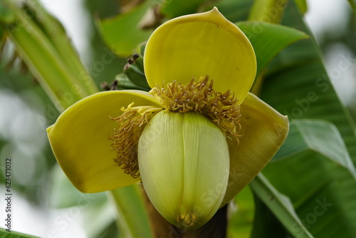 Musa basjoo, known variously as Japanese banana, Japanese fibre banana or hardy banana, is a species of flowering plant belonging to the banana family Musaceae. photo