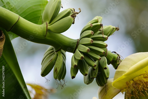 Musa basjoo, known variously as Japanese banana, Japanese fibre banana or hardy banana, is a species of flowering plant belonging to the banana family Musaceae. photo