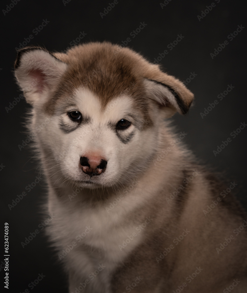 Happy Alaskan malamute puppies pose on a dark background. Super cute puppies posing. Happy Alaskan malamute puppies pose on a dark background. Super cute puppies posing.