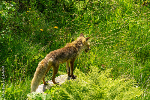 Wilder Fuchs in der Sommerhitze  sucht einen Weg durch das Geb  sch  Fuchs auf einem Stein am alpinen Steilhang  bedeckt mit Blumen  Gras und B  schen.