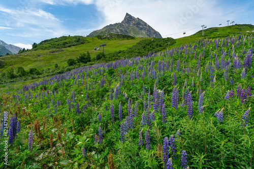 Wunderschöne blaue Lupine auf grüner und blühender Wiese am steilen Berg im Hintergrund. Sommergefühl im Wandergebiet in den Vorarlberger Bergen, Österreich. alpine Blumen in voller Blüte