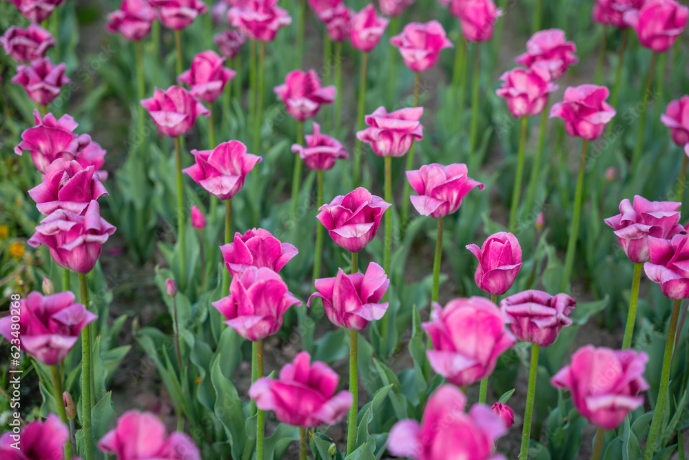 Pink tulips in the beds are starting to wilt