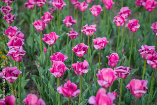 Pink tulips in the beds are starting to wilt