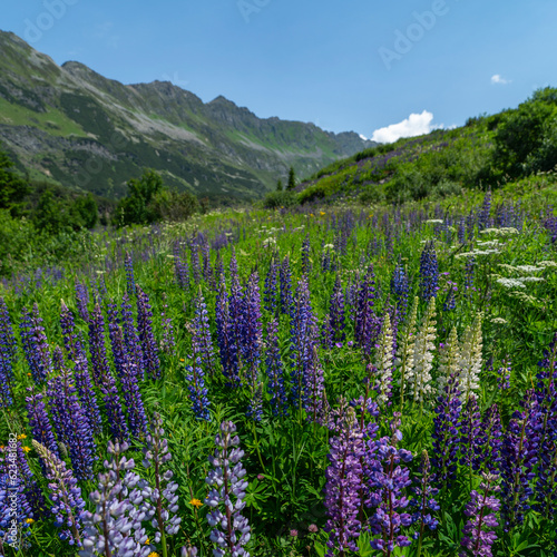 Wunderschöne blaue Lupine auf grüner und blühender Wiese am steilen Berg im Hintergrund. Sommergefühl im Wandergebiet in den Vorarlberger Bergen, Österreich. alpine Blumen in voller Blüte