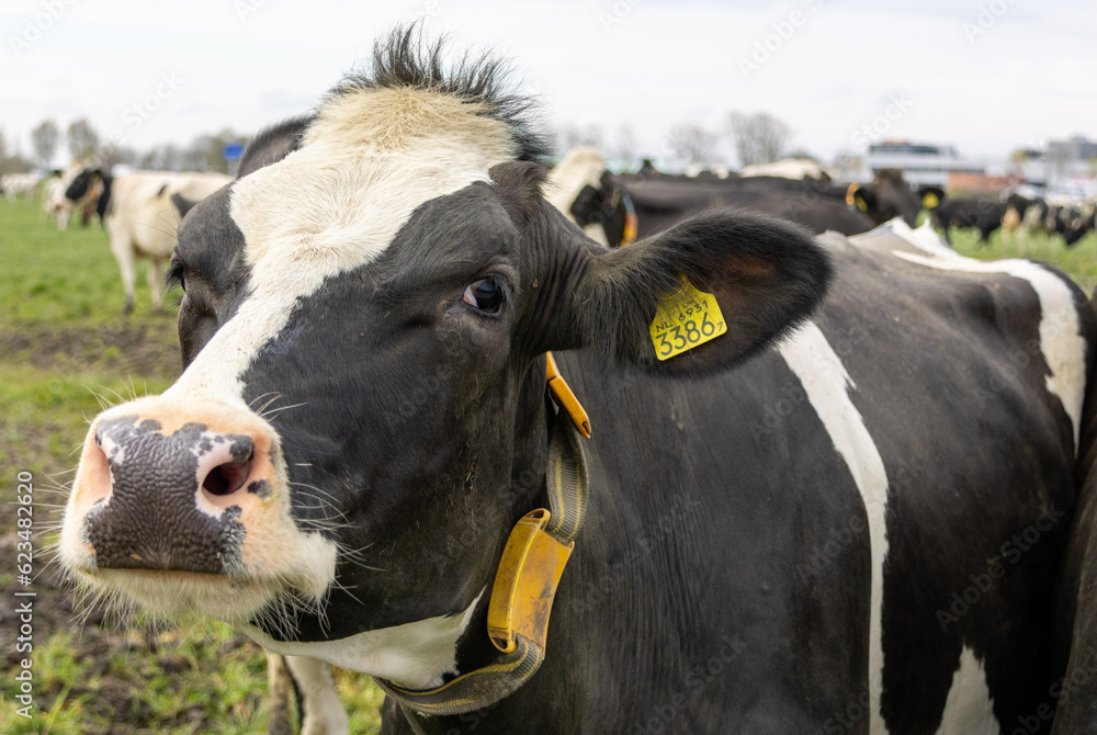 cow on a farm