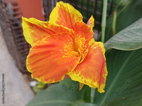 Summer nature flowers is very beautiful, the picture on the flower was taken out-door gardening area in Mirpur Dhaka bangladesh