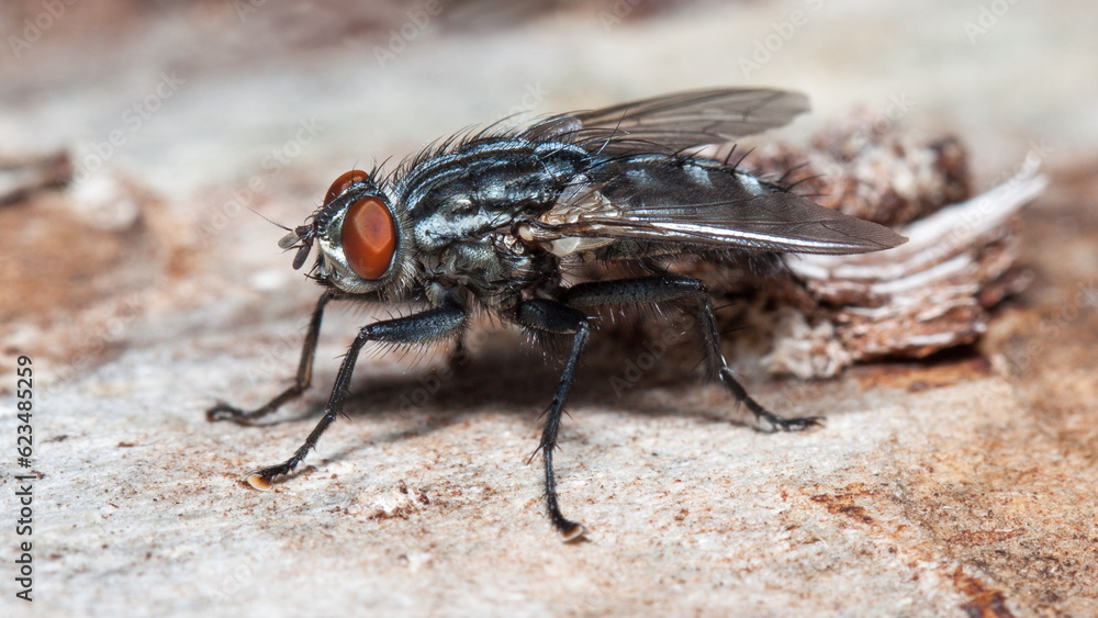Fototapeta premium close up of a fly