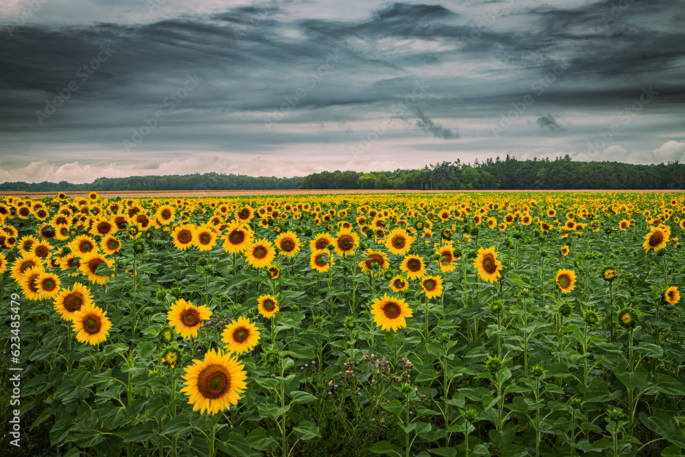 Obraz premium Tournesol