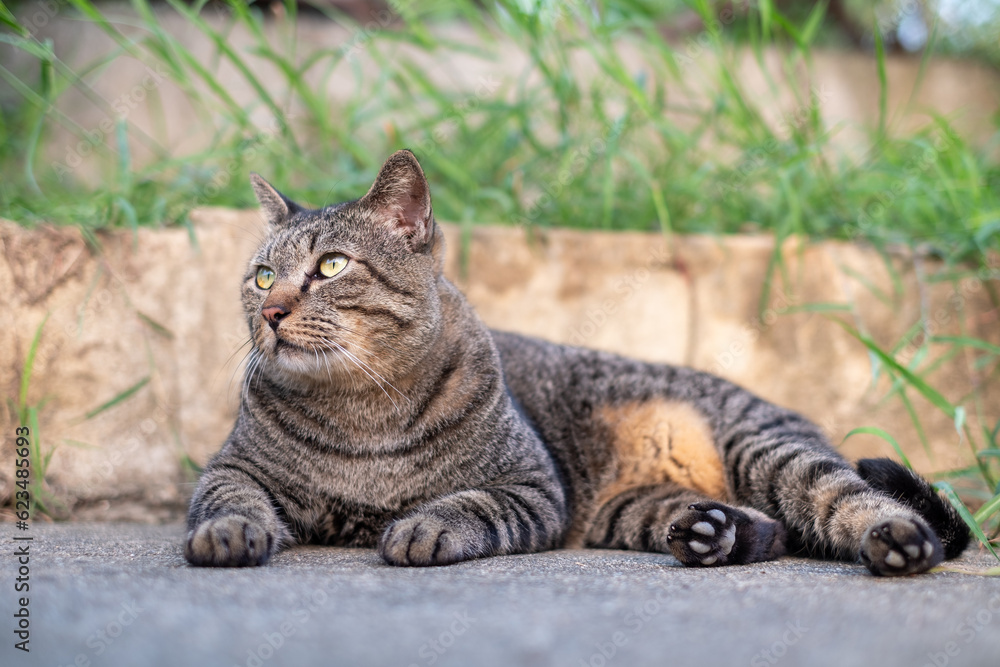 Cute female cat sitting on concrete floor Cute female cat sitting on concrete floor