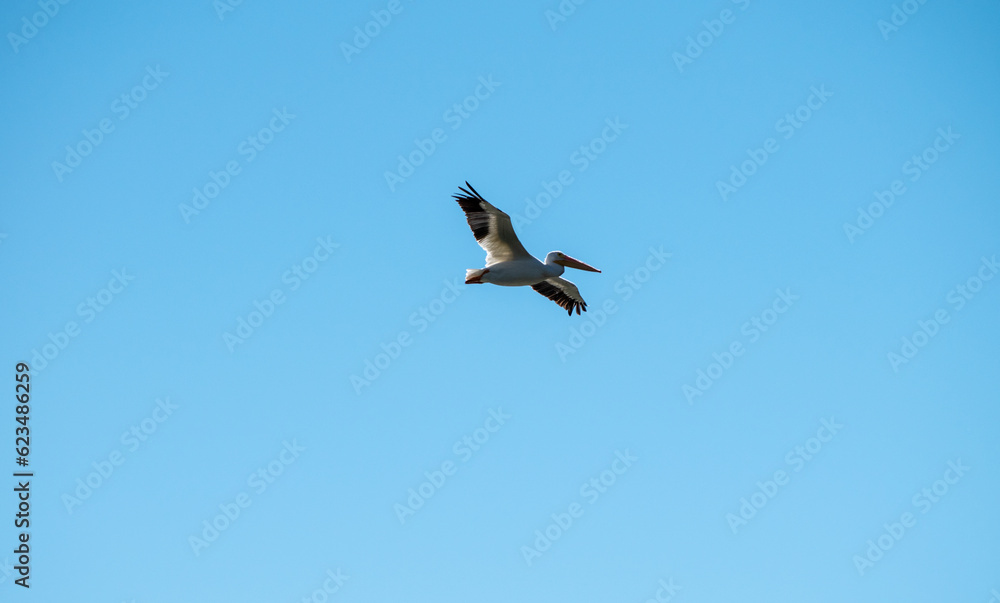 White pelican in motion in the blue sky White pelican in motion in the blue sky