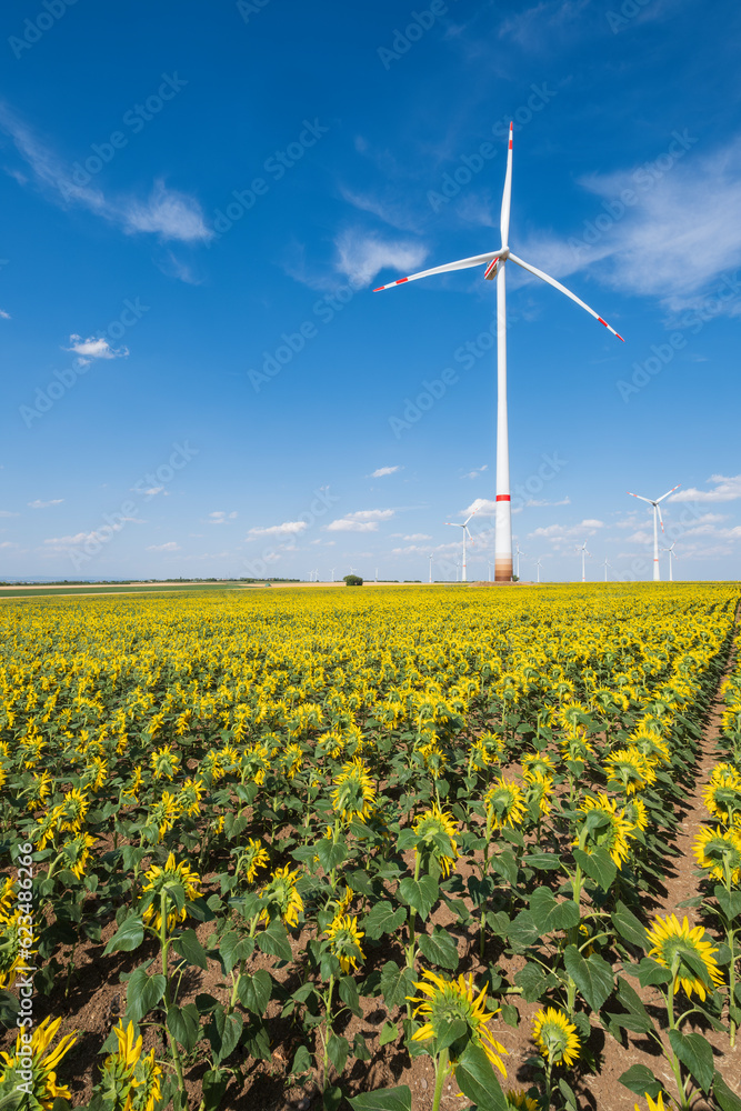 View over a blooming field of sunflowers to wind turbines near Wörrstadt/Germany in Rhineland-Palatinate View over a blooming field of sunflowers to wind turbines near Wörrstadt/Germany in Rhineland-Palatinate
