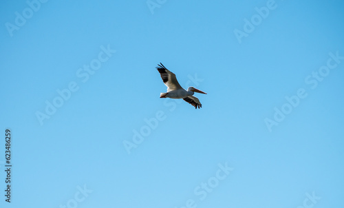 White pelican in motion in the blue sky