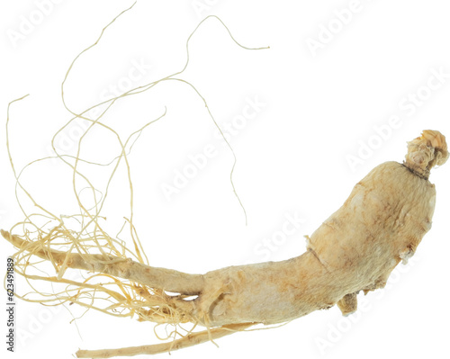 Photography ginseng cut out on transparent background.