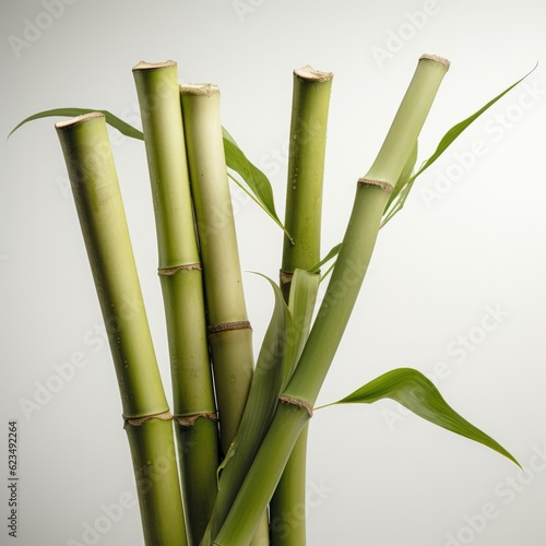 a vibrant and tall bamboo plant with lush green leaves