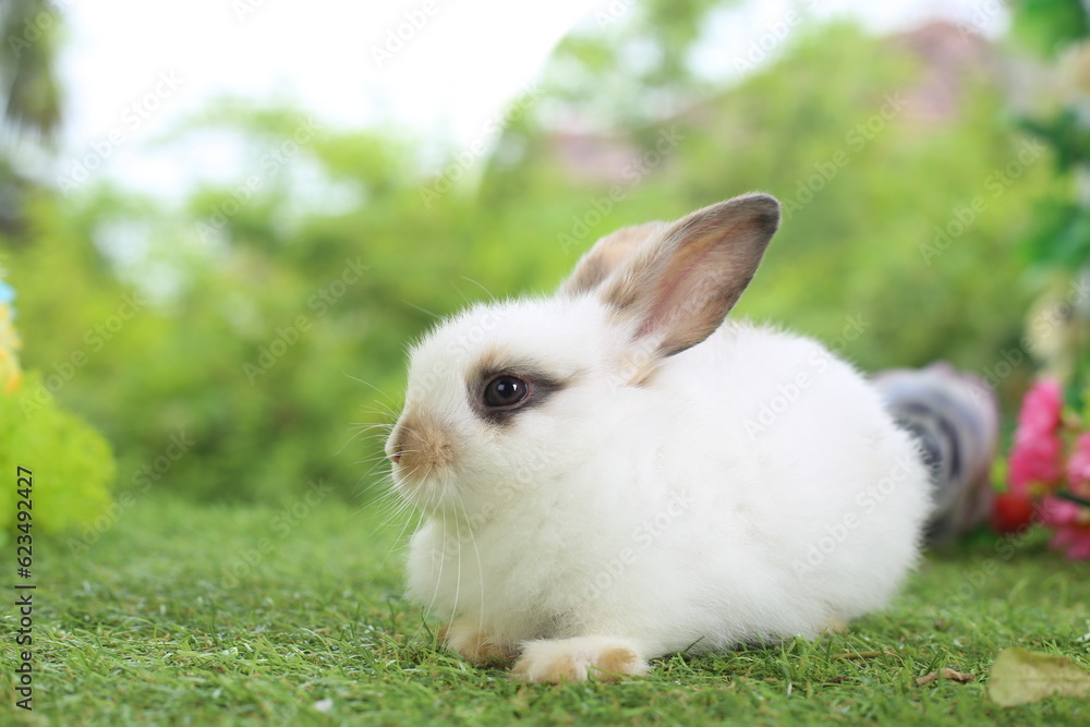 Cute little rabbit on green grass with natural bokeh as background during spring. Young adorable bunny playing in garden. Lovely pet at park