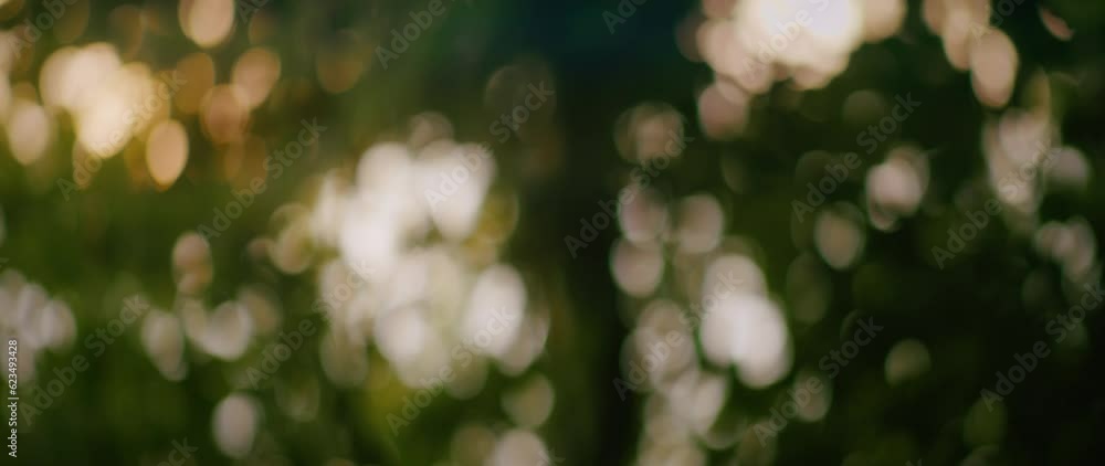 Green natural bokeh abstract background in summer forest. Defocused leaves of old trees and soft sunset sunlight.