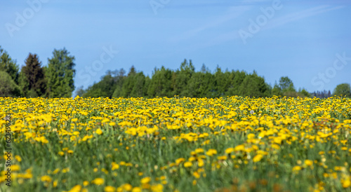 Field of blooming yellow dandelions under blue sky on a sunny day