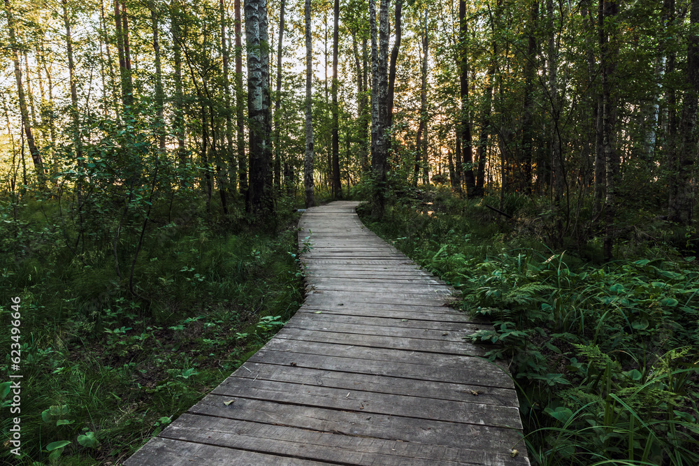 Fototapeta premium Empty wooden walkway goes through the dark forest