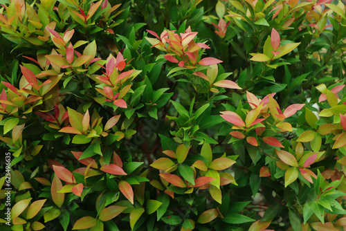 Christina leaves(Syzygium australe), Red and green leaf texture background, Spring Summer bright garden. photo
