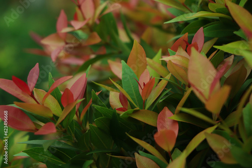 Syzygium Australe tree in morning sunlight. Syzygium Australe with common names brush cherry, scrub cherry, creek lilly-pilly, creek satinash, and watergum. selective focus. blurred background photo