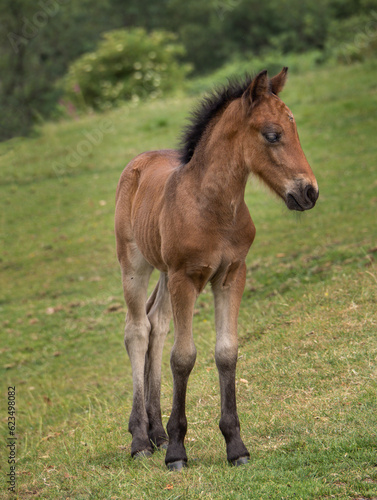 Dartmoor pony foal in closeup.