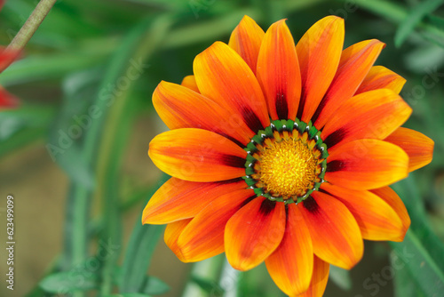 Yellow Gazania or Treasure flower in full bloom  Gazania rigens  aka  Gazania splendens 