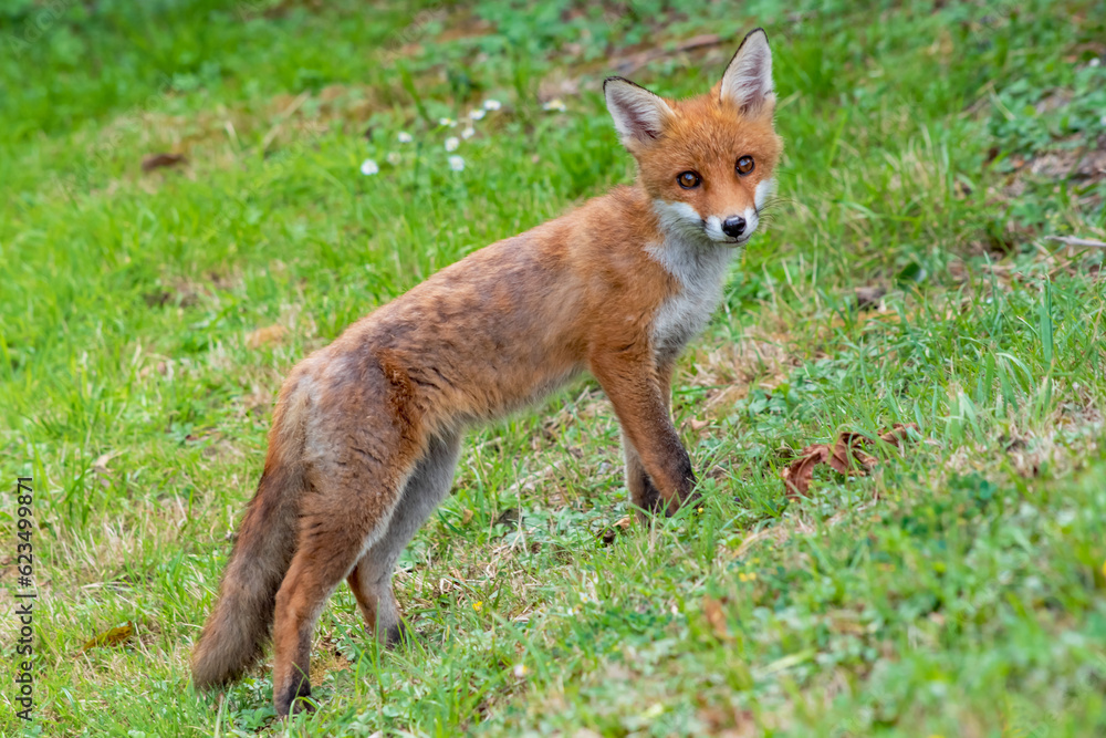 A close up young fox cub on a hill looking at the camera