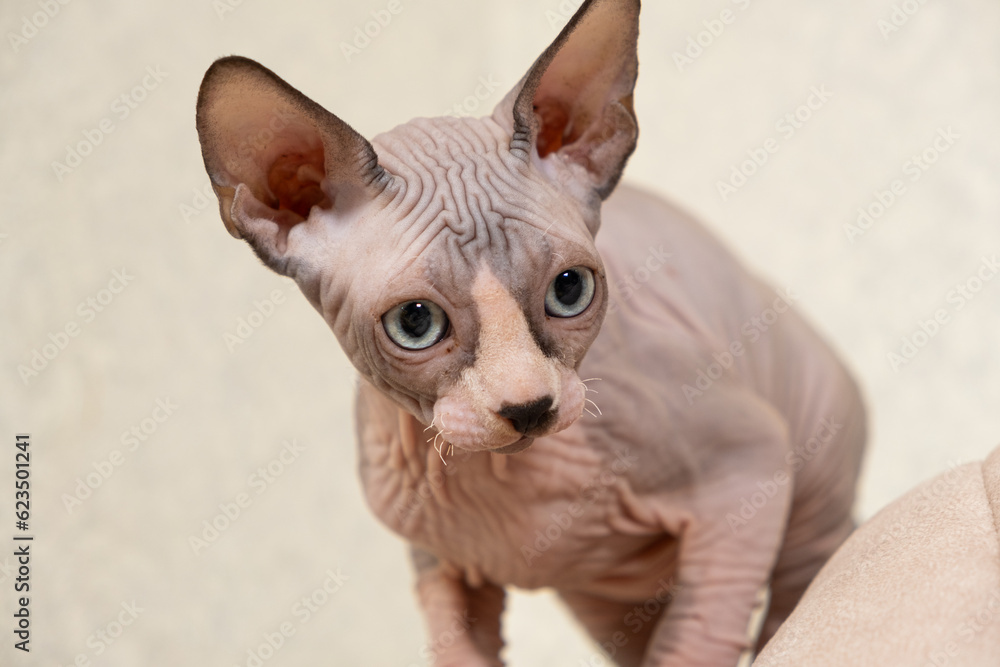 A large portrait of a 3-month-old Canadian Sphynx kitten on a white background.