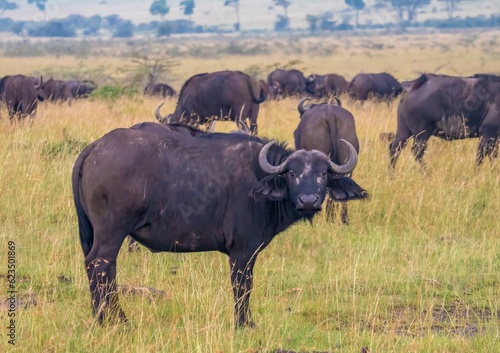 A herd of African Buffalo (Syncerus caffer) in the Maasai Mara, Kenya