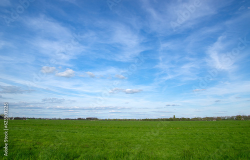 Landscape of green meadow
