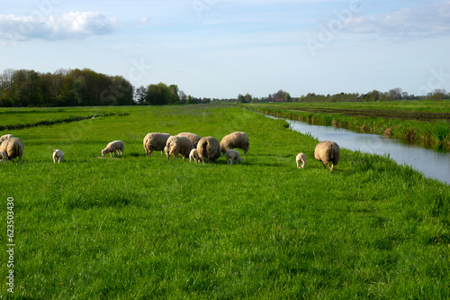 sheep graze on a green meadow