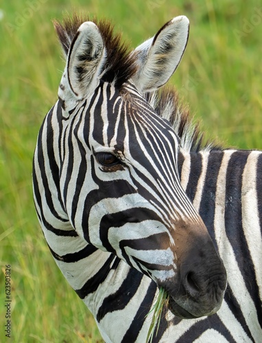 closeup head shot  of a single zebra on the savannah in the Maasai Mara Kenya
