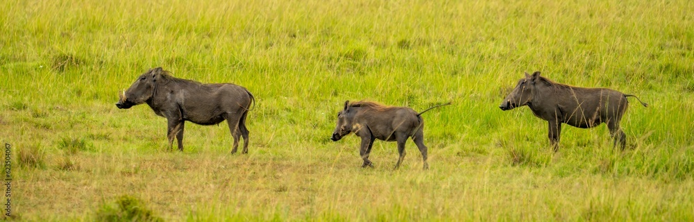 Three Warthogs in the Maasai Mara preserve,, Kenya Three Warthogs in the Maasai Mara preserve,, Kenya