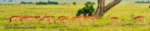 A panorama of a herd of impala antelope in the Maasai Mara, Kenya photo
