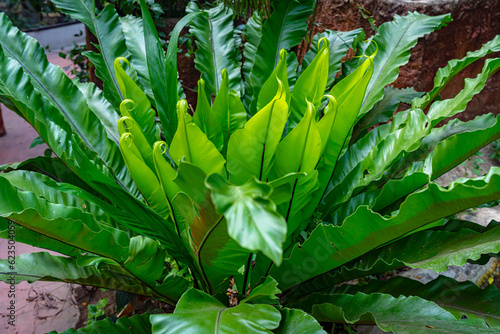 Bird's nest fern or Asplenium nidus