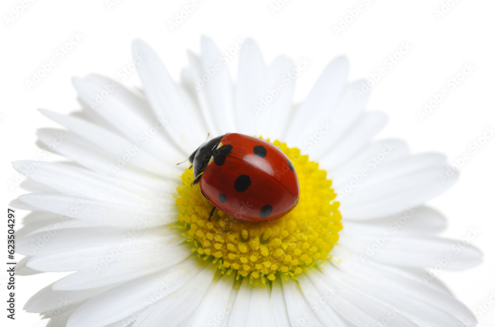 Ladybug on the chamomiles flower